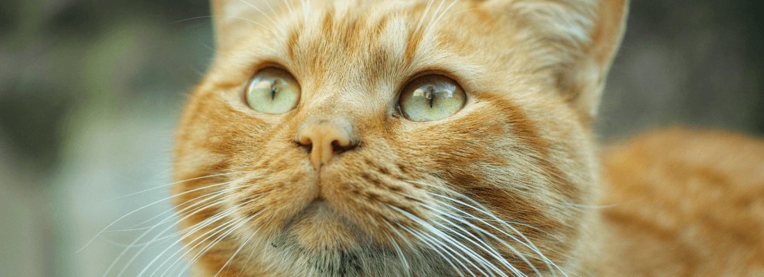 Picture of Can Cats Eat Sweet Potatoes? – My Pet Sensitivity