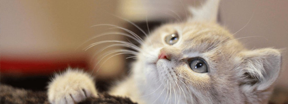 Can Cats Eat Oranges?
