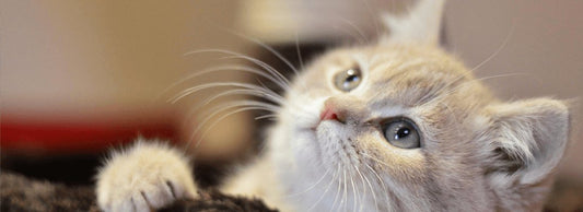 Can Cats Eat Oranges?