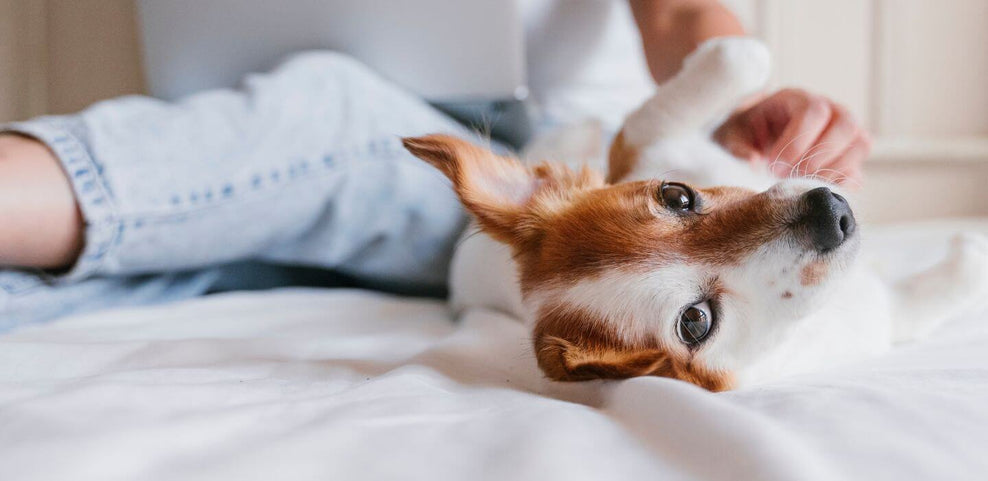 Supporting Your Anxious Pet: Strategies for a Calmer Companion