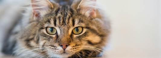 Can Cats Eat Hot Dogs?