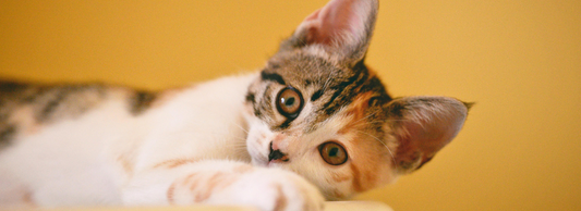 Can Cats Eat Chocolate?