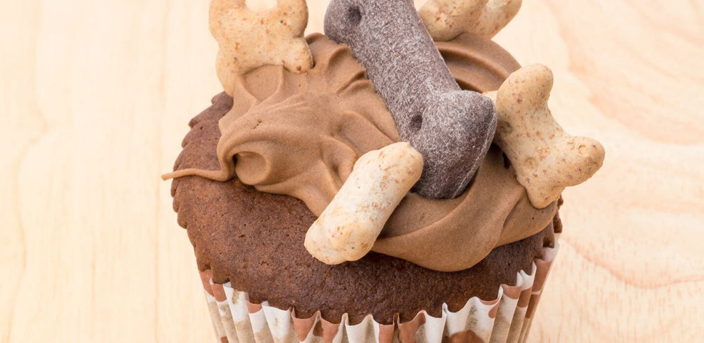 Why can't dogs eat chocolate?