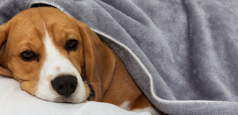 Why is my pet being sick?