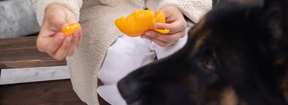 Can Dogs Eat Oranges?