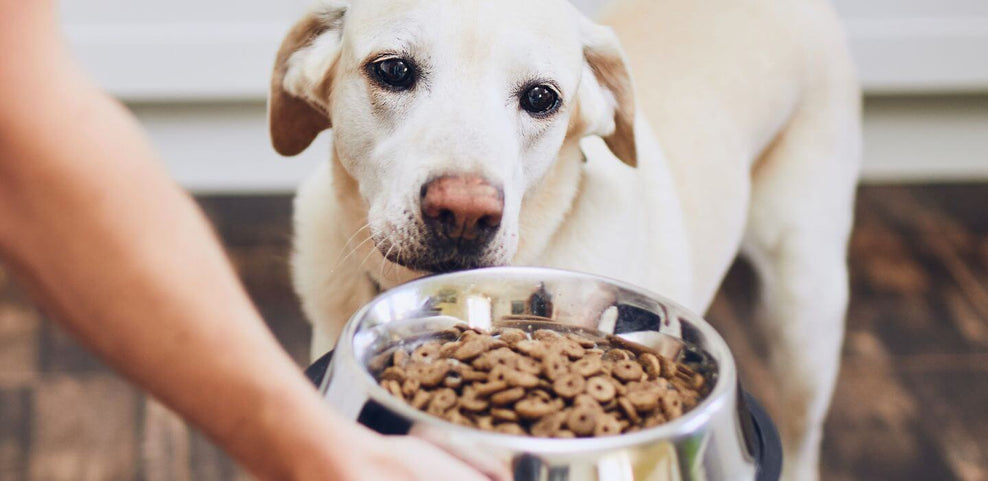 Signs and Symptoms of Dog Food Intolerances and Allergies