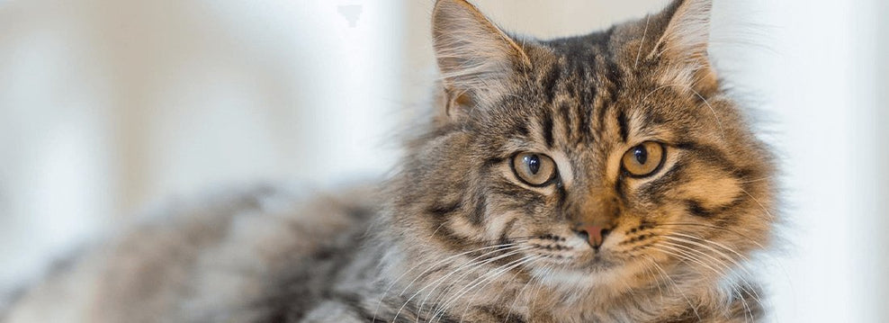 Can Cats Eat Catnip?
