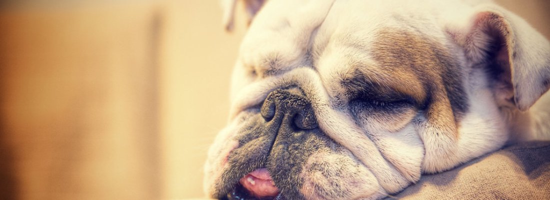 What Happens if Dog Allergies Go Untreated?