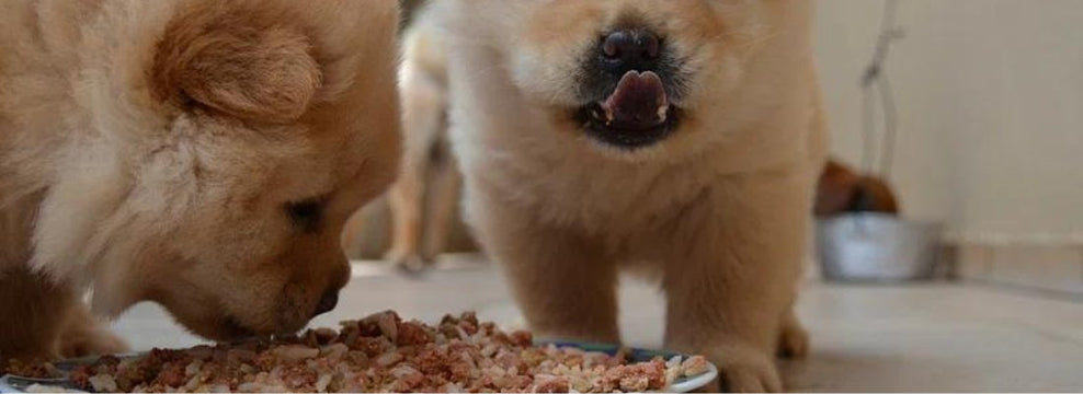 Is It True That Most Dogs Are Allergic to Chicken?
