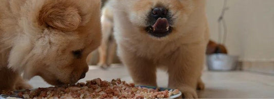 Is It True That Most Dogs Are Allergic to Chicken?
