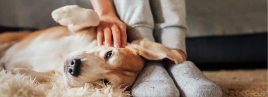 Do I Need to Take My Dog to the Vet for Allergies?