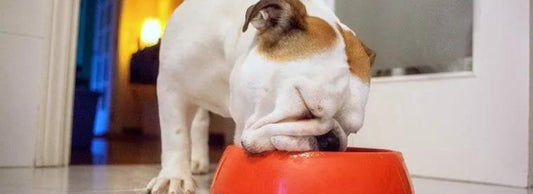 What Fish Is Best for Dogs with Allergies?