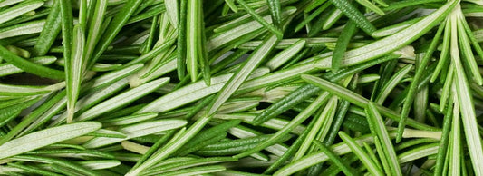 Can Cats Eat Rosemary?