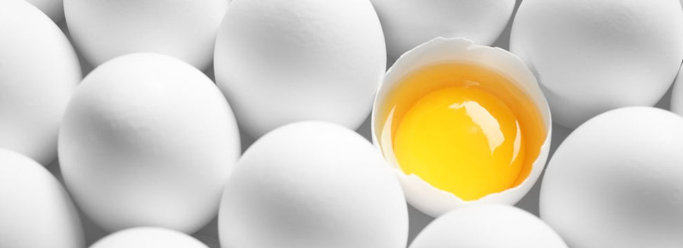 Can Cats Eat Raw Eggs?