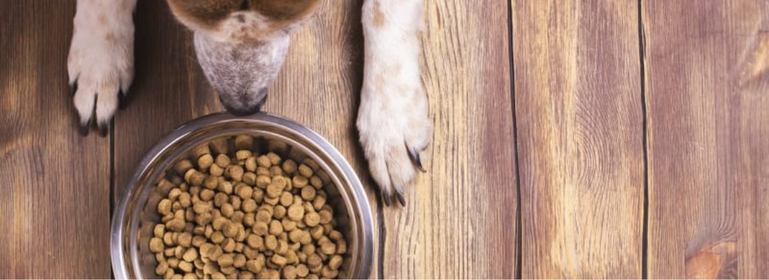 Dog Not Eating? Potential Causes and Solutions for Owners