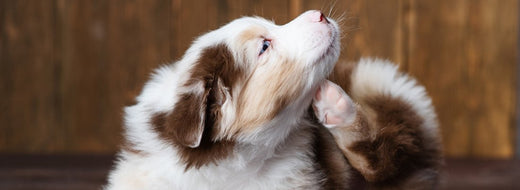 Skin Issues That Can Result From Dog Food Allergies and Intolerances