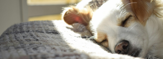 Can Grass, Flowers, and Plants Make Dogs Sick?