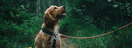 What Is the Most Common Cause of Diarrhoea in Dogs?