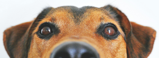 Top 10 Signs Your Dog May Be Sick (and What You Can Do)