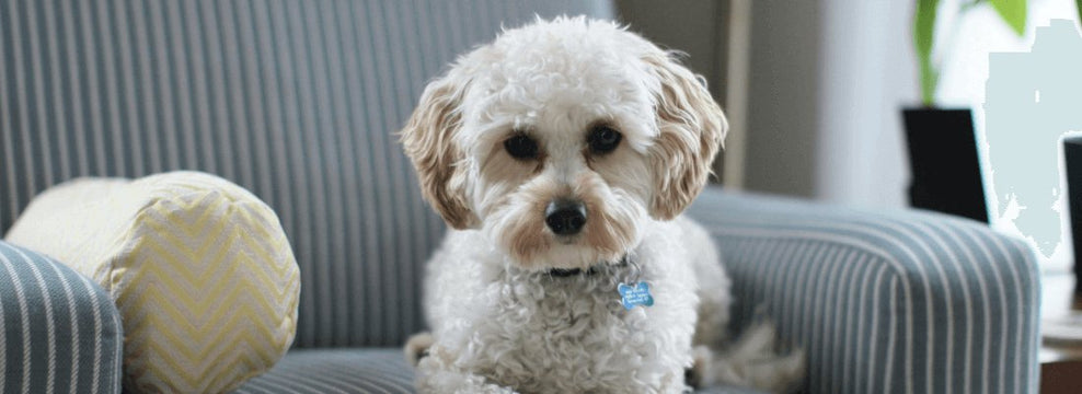 Is Allergy Testing for Dogs Worth It?