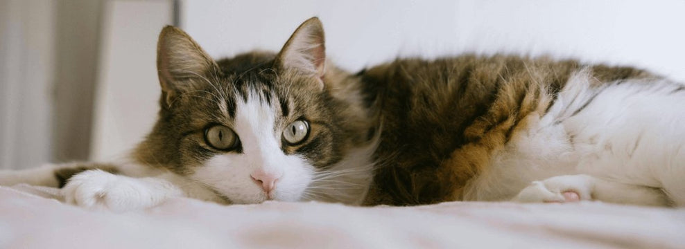 Can Cats Eat Bananas?