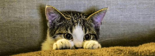 Can Cats Eat Pineapple?