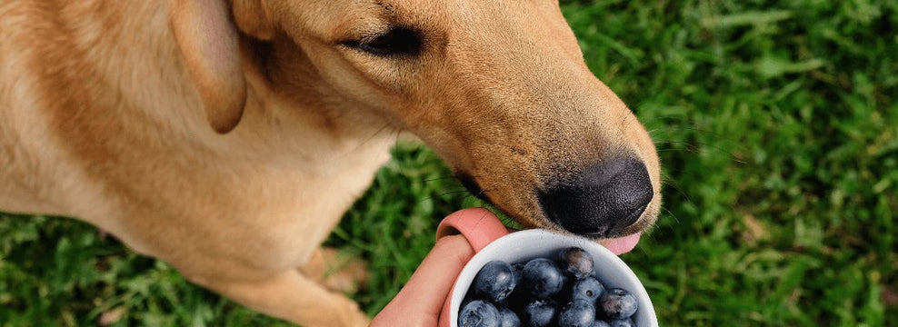 Can Dogs Eat Blueberries?