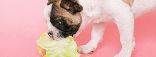 Can dogs eat cabbage? Is this vegetable good for them?