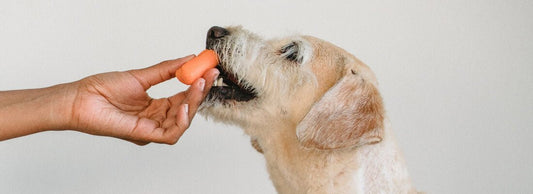 Can Dogs Eat Carrots?