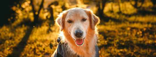 Can Dogs Eat Mango?