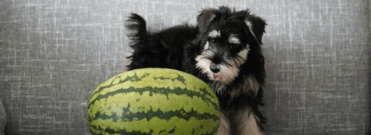 Can Dogs Eat Melon?