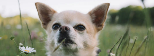 Can Dogs Eat Potatoes?