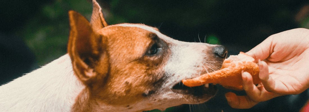 Can Dogs Eat Prawn Crackers & Prawn Toast?