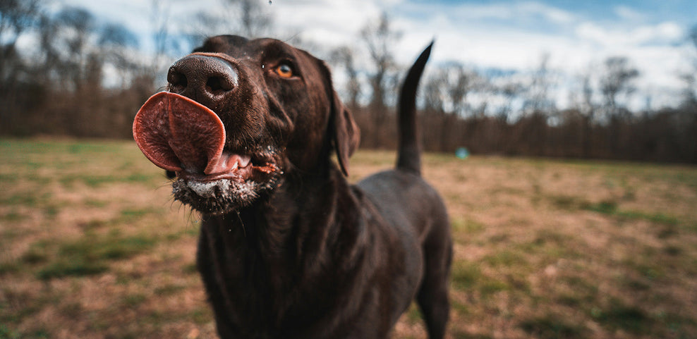 Can Dogs Eat Beetroot?