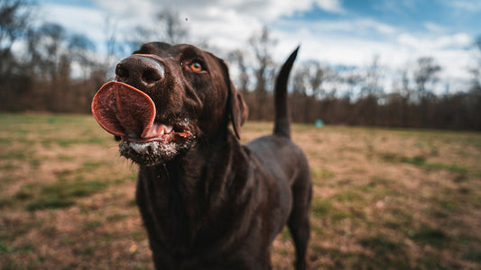 Can Dogs Eat Beetroot?
