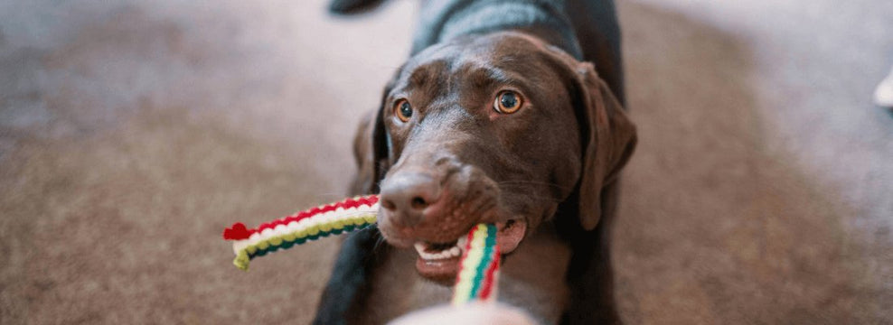What Are the Most Common Allergies in Dogs?