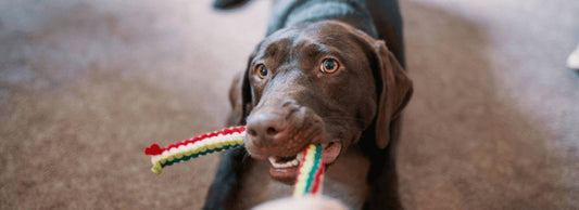 What Are the Most Common Allergies in Dogs?