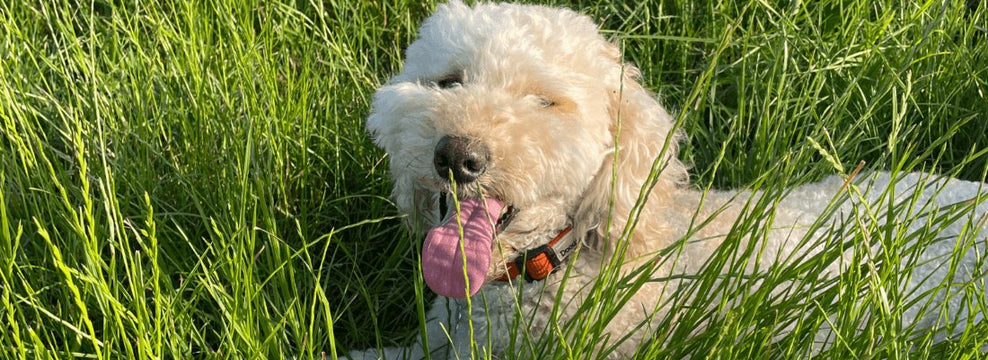 Dog Food Allergies: Causes, Symptoms & Testing