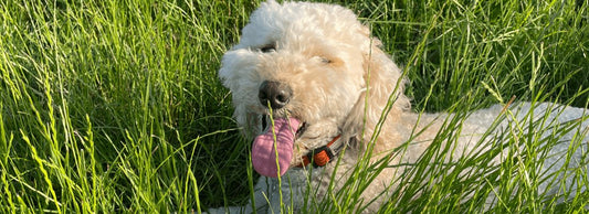 Dog Food Allergies: Causes, Symptoms & Testing
