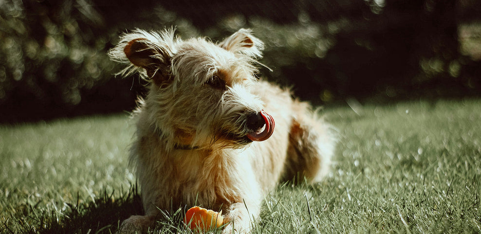 Can Dogs Eat Apples & Apple Skins