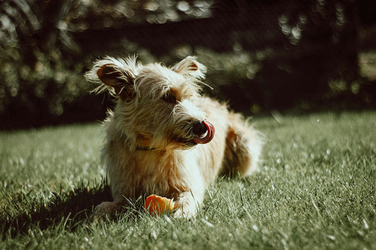 Can Dogs Eat Apples & Apple Skins
