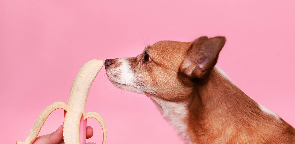 Can Dogs Eat Bananas & Banana Peel