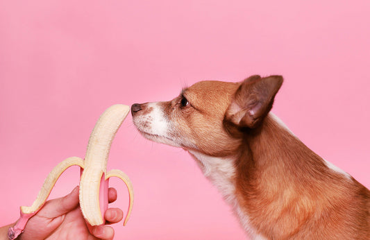 Can Dogs Eat Bananas & Banana Peel