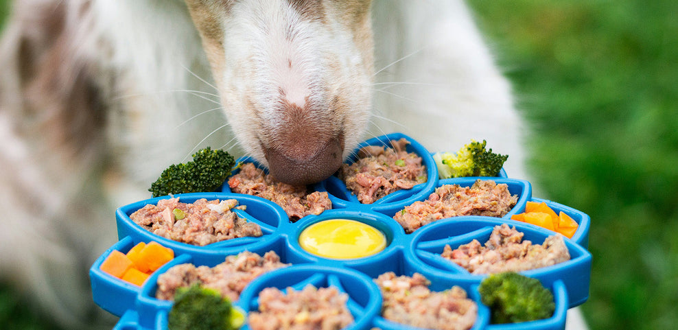 Can dogs eat Broccoli?