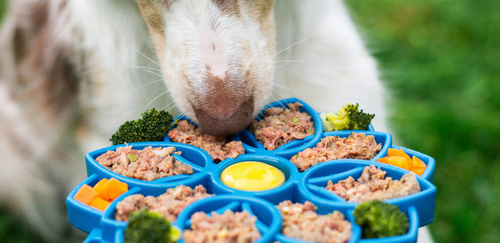 Can Dogs Eat Broccoli?