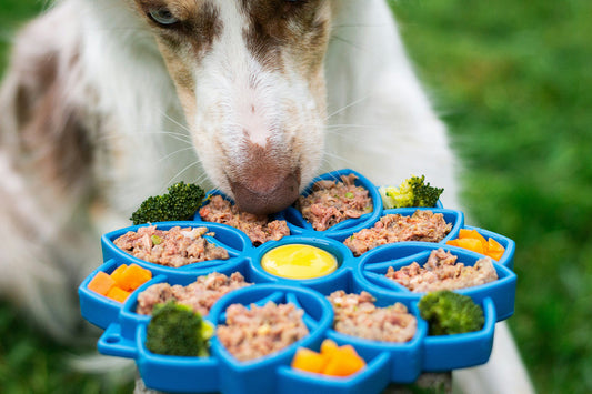 Can dogs eat Broccoli?