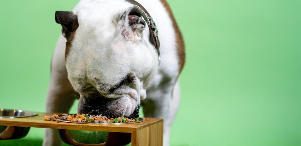 Can dogs eat butternut squash?