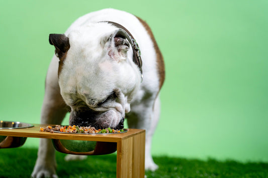 Can dogs eat butternut squash?
