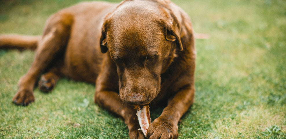 Can Dogs Eat Lamb? How Much Is Safe to Feed?