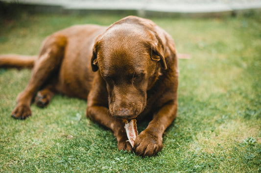 Can Dogs Eat Lamb? How Much Is Safe to Feed?
